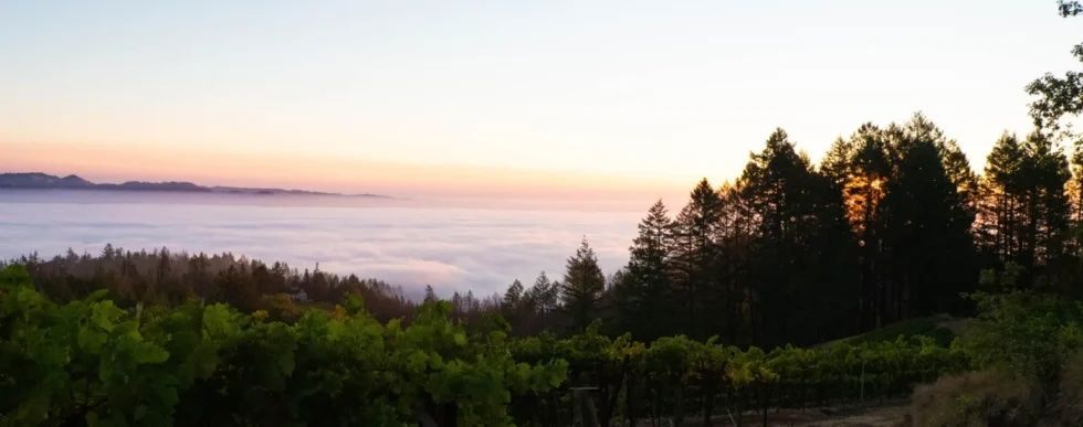 A sunset over a foggy valley with trees in the foreground