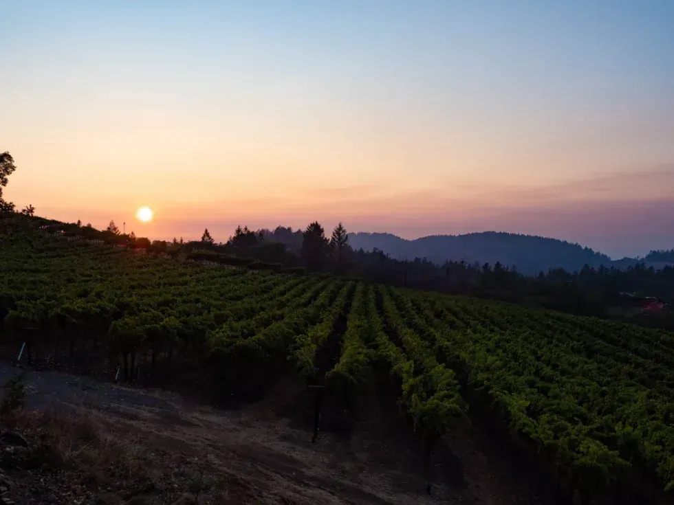 Sunrise over vineyard rows on Spring Mountain, a highlight of scenic drives in Napa Valley with pano