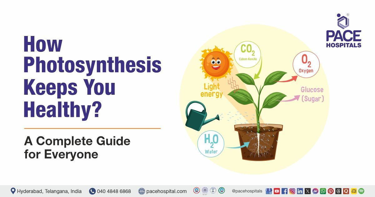 what is photosynthesis process