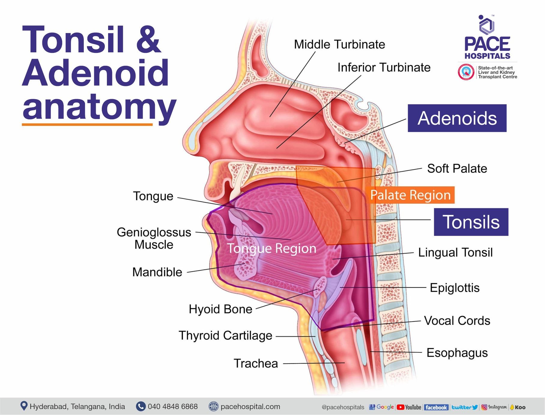 Adenotonsillitis: Symptoms, Diagnosis & Treatment Options