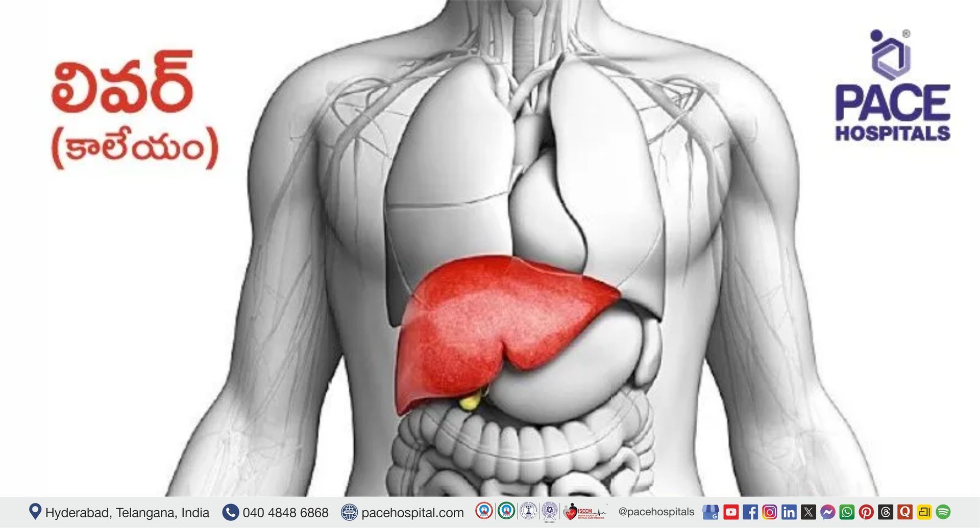 Liver Organ Liver Functions in Telugu | Liver Anatomy in Telugu