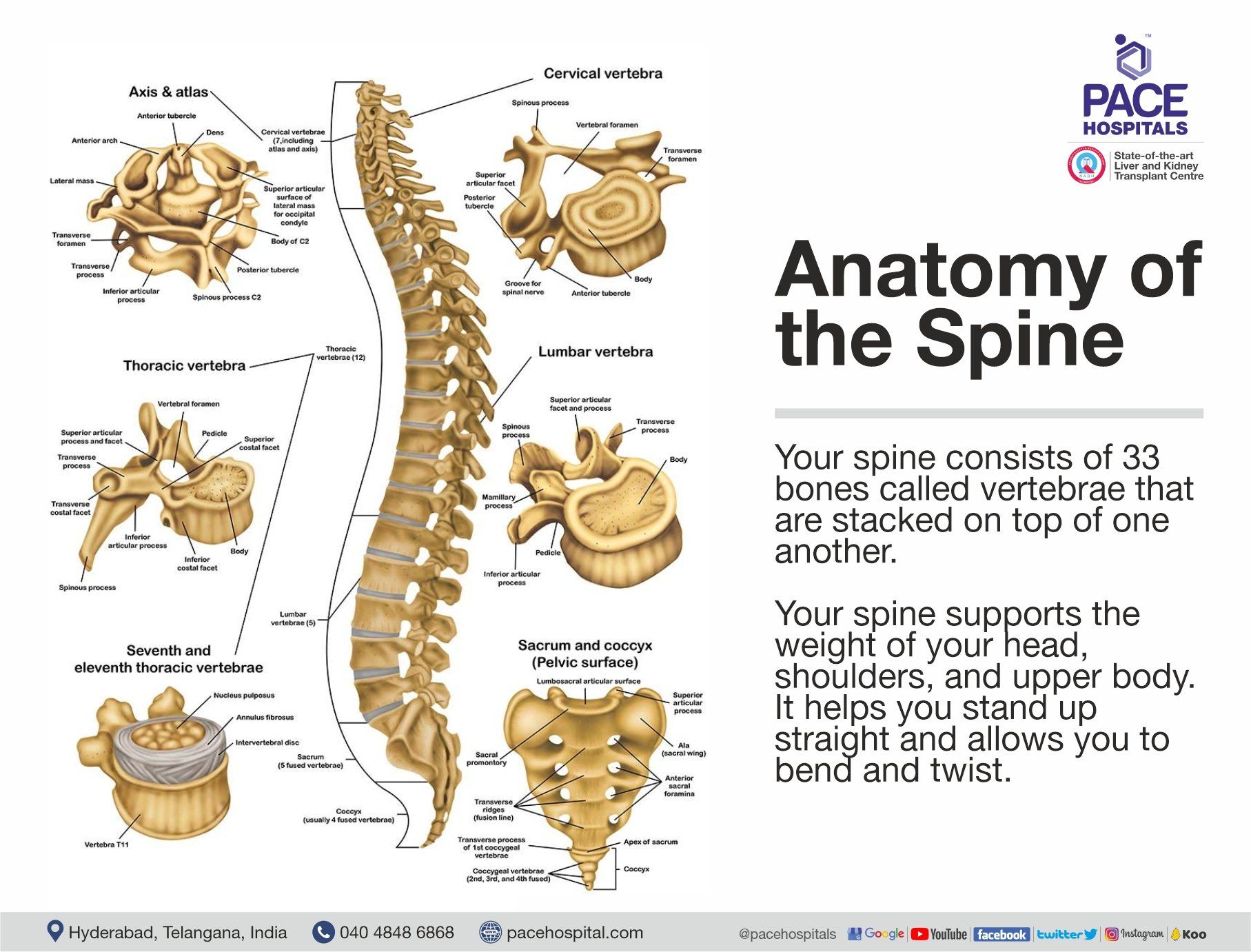Anatomy of the Spine