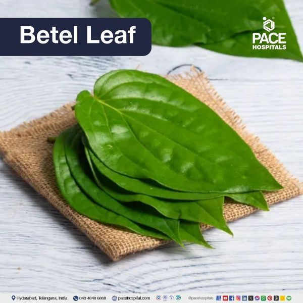 Betel leaf - Piper siriboa L. Betel leaves - home remedies for headache | natural remedies for headaches | home remedies for one side headache | best remedy for headache relief