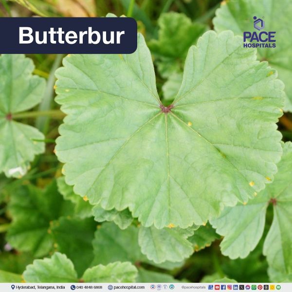 Butterbur - Petasites hybridus Butterbur - home remedies for headache | natural remedies for headaches | home remedies for one side headache | best remedy for headache relief