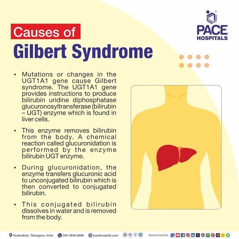 Causes of gilbert syndrome gilbert's syndrome causes | causes of gilbert's syndrome | what causes gilbert's syndrome | Visual describing the causes the gilbert's syndrome