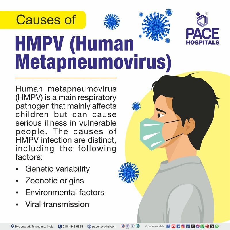 Human metapneumovirus (HMPV ) causes Human metapneumovirus (HMPV )causes | Visual depicting the causes of Human metapneumovirus (HMPV )