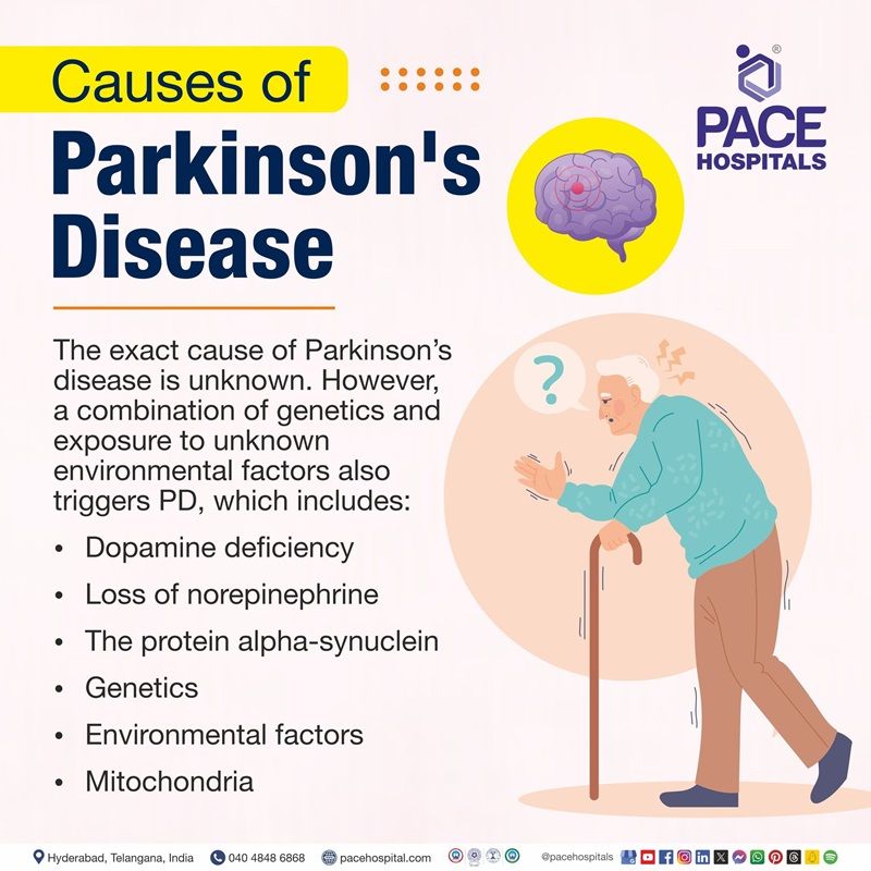 Causes of Parkinson's disease Parkinson's disease causes | Parkinson's causes | what causes Parkinson's disease | Visual showing the causes of Parkinson's disease
