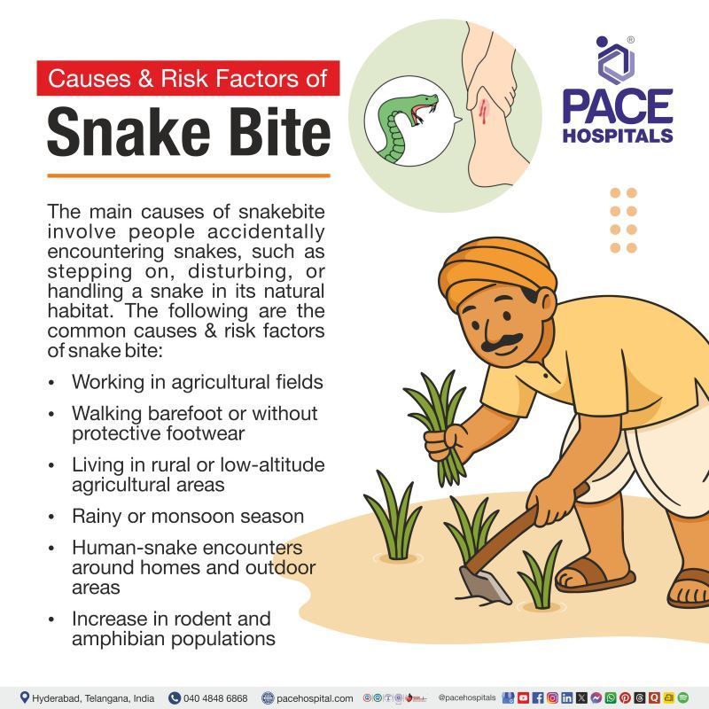 Snake Bite Causes and Risk Factors Causes of snake bite | Causes for snake bite | Common causes of snake bites | Risk factors of snake bite