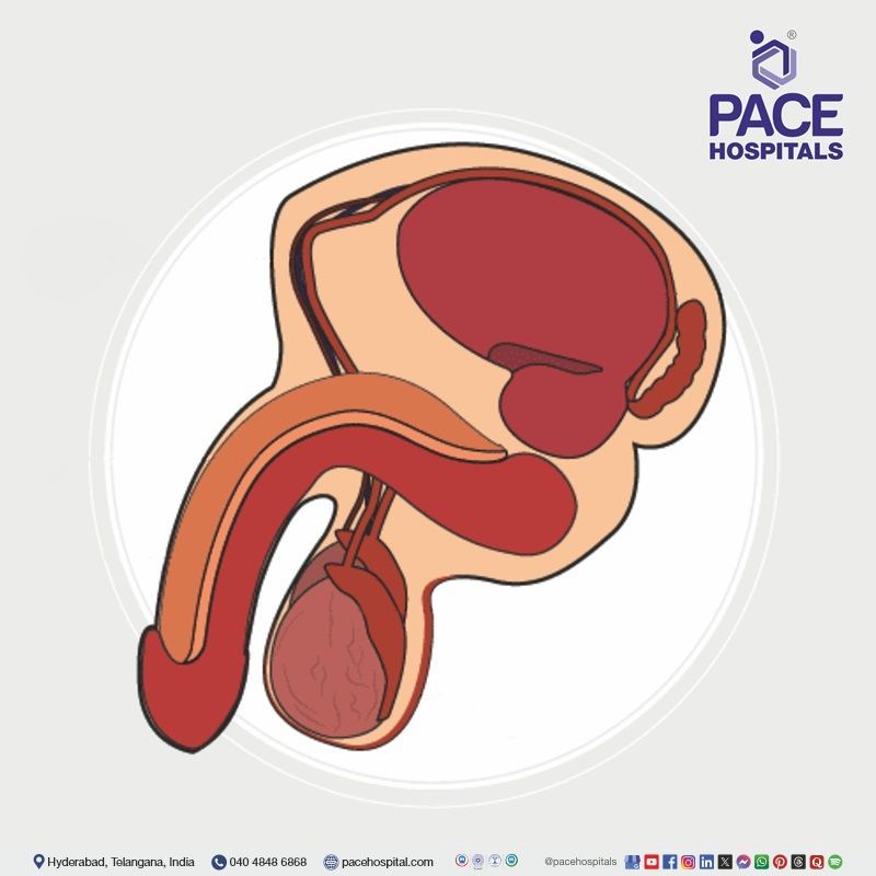 Advanced andrology diagnosis at the leading andrology hospital in Hyderabad, Telangana, India. 