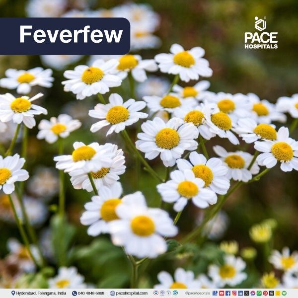 Feverfew - Tanacetum parthenium L. Feverfew - home remedies for headache | natural remedies for headaches | home remedies for one side headache | best remedy for headache relief
