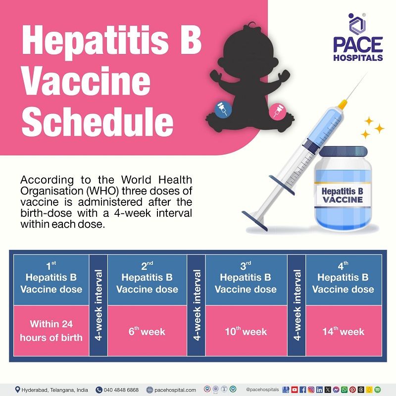 Hepatitis B Vaccine Schedule hepatitis b vaccine schedule for adults | hepatitis b vaccine booster dose schedule for adults | hepatitis vaccine schedule | Visual illustrating the hepatitis vaccine b schedule