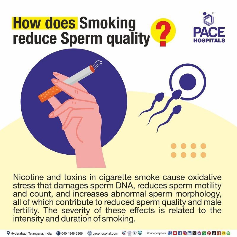 Impact of smoking on sperm Smoking affecting sperm quality
