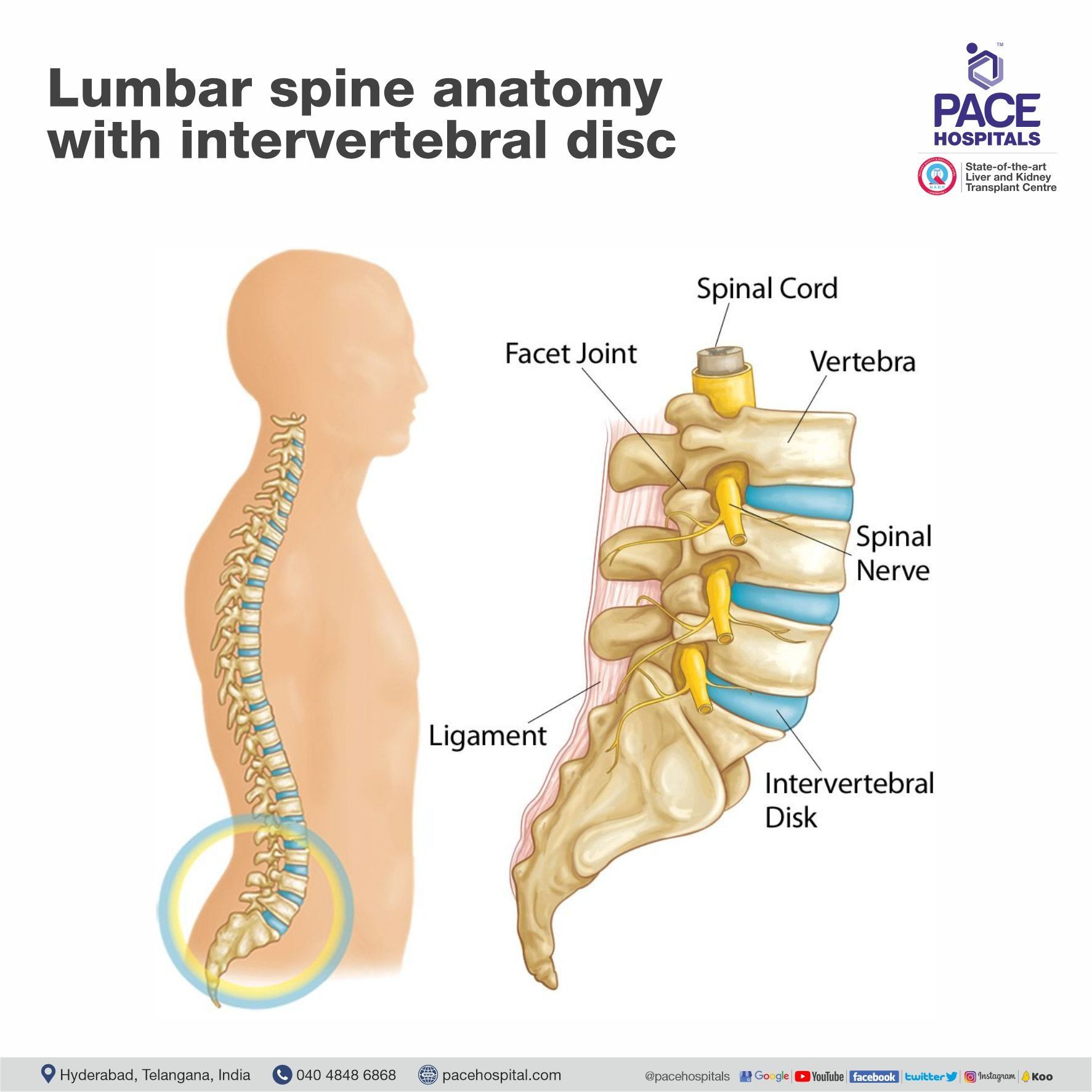 Lumbar spine anatomy with intervertebral disc Lumbar spine anatomy with intervertebral disc