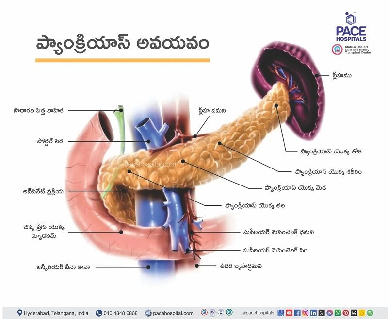 Pancreas gland location in the human body | Anatomy of pancreas Pancreas gland location in the human body | Where is the pancreas located | మానవ శరీరంలో ప్యాంక్రియాస్ గ్రంథి స్థానం