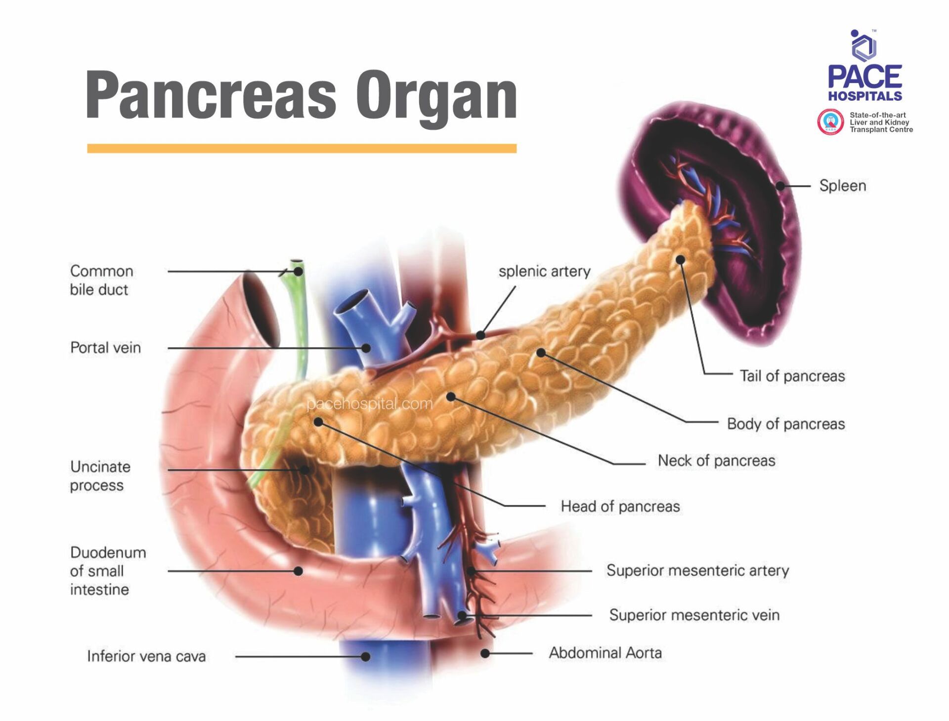 Diagram of the pancreas, an organ that helps with digestion and blood sugar control