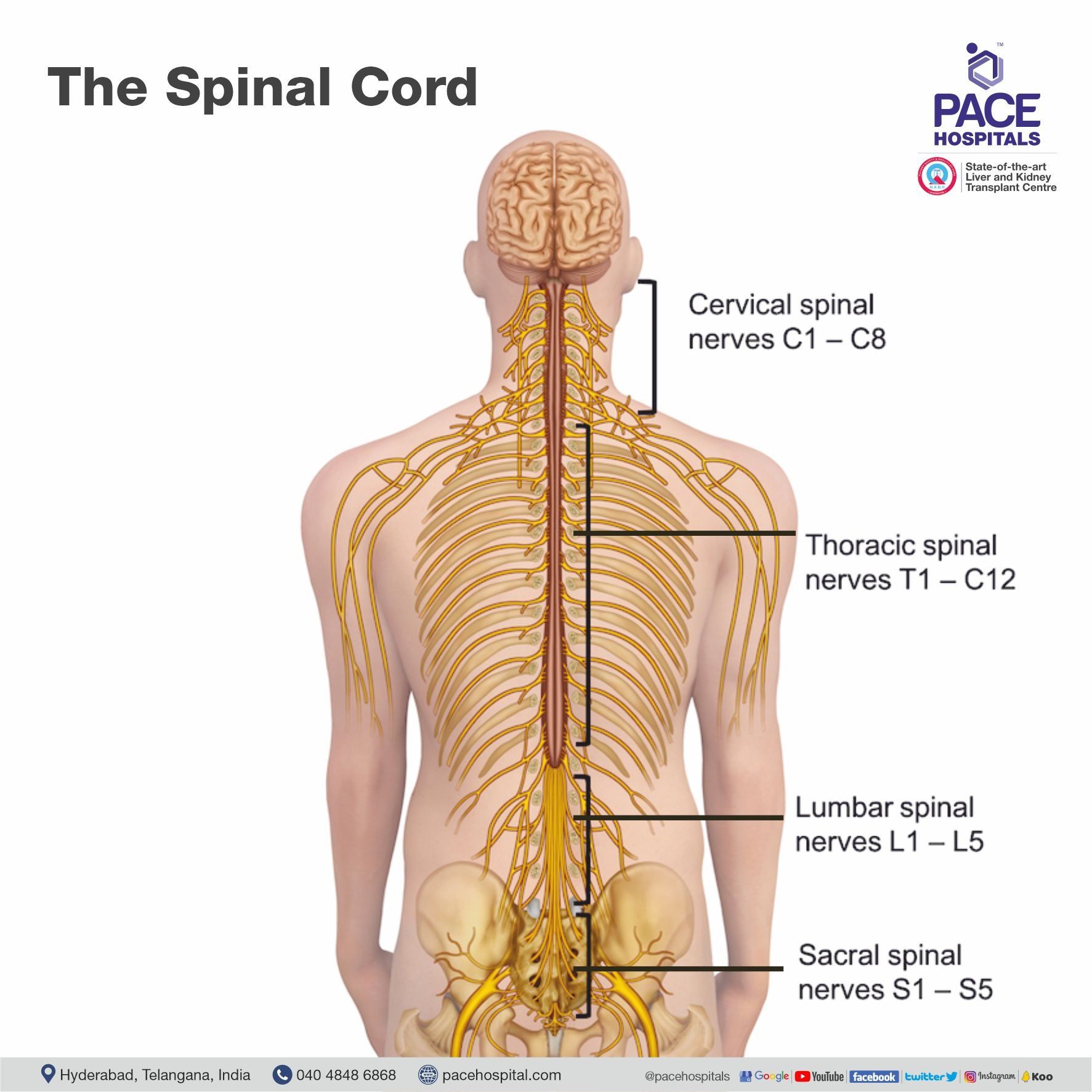 The spine anatomy with nerves The spine anatomy with nerves