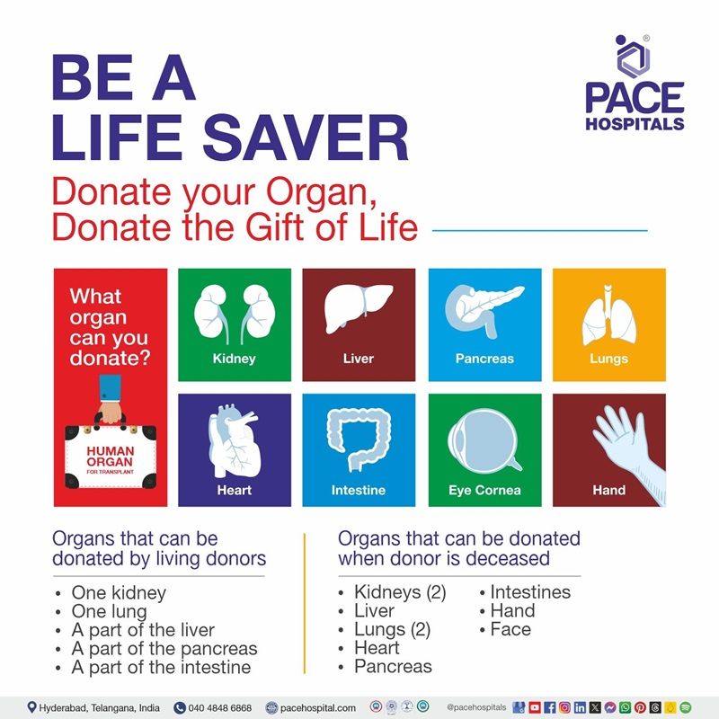 Visual depicting the List of Organs that can be donated - world organ donation day poster | World organ donation day 2025 | Illustrated poster showing organs that can be donated to save lives.
