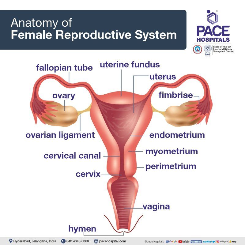 Internal anatomy of female reproductive system
