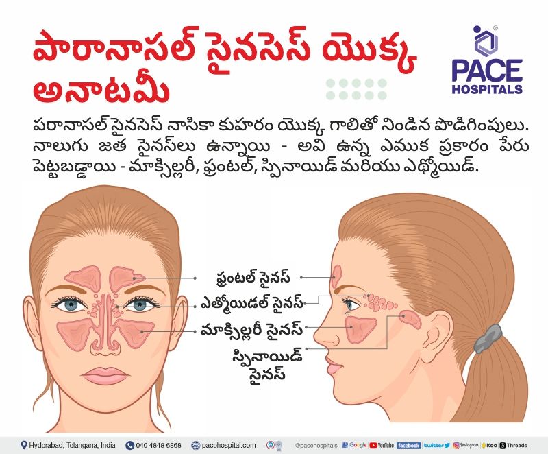 Sinus meaning telugu Sinus meaning in telugu | anatomy of the paranasal sinuses in telugu