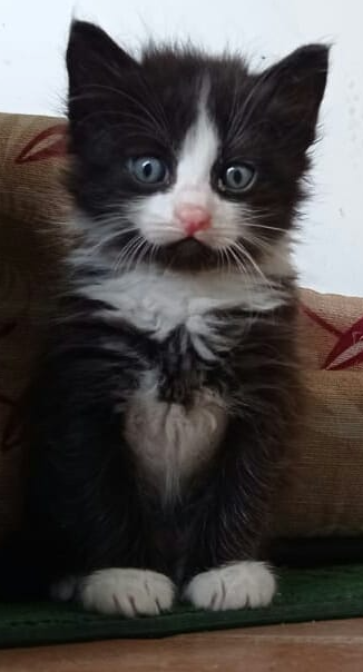 Lillo gatto