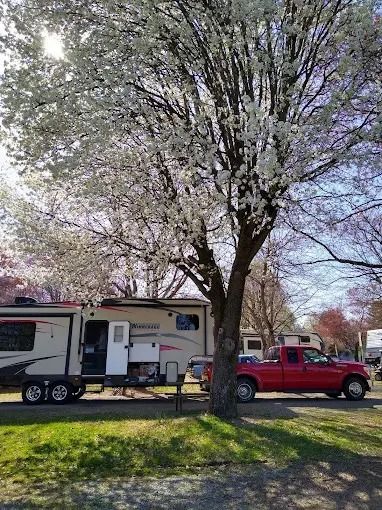 White trailer hitched to a red pickup under blooming trees in a grassy yard