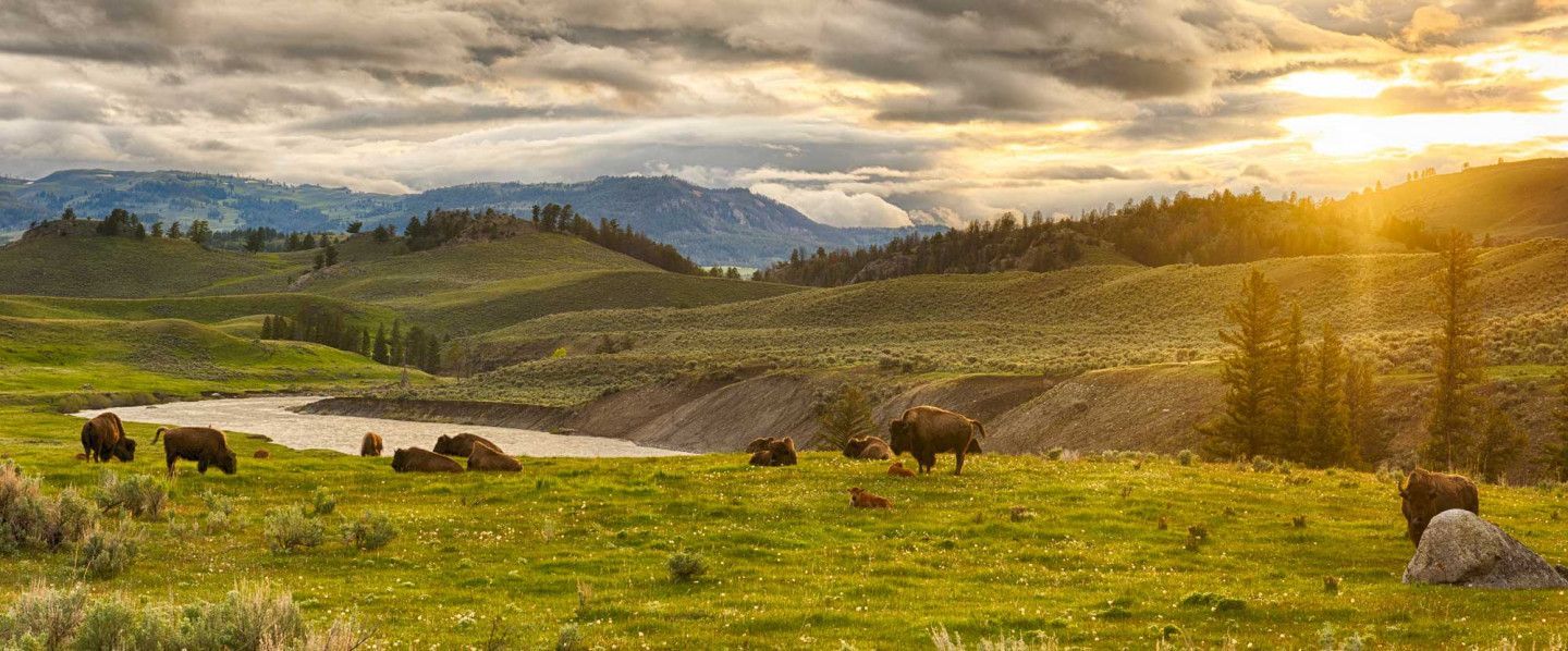 Bison graze in a grassy field with a river and mountains under a cloudy sky at sunset.