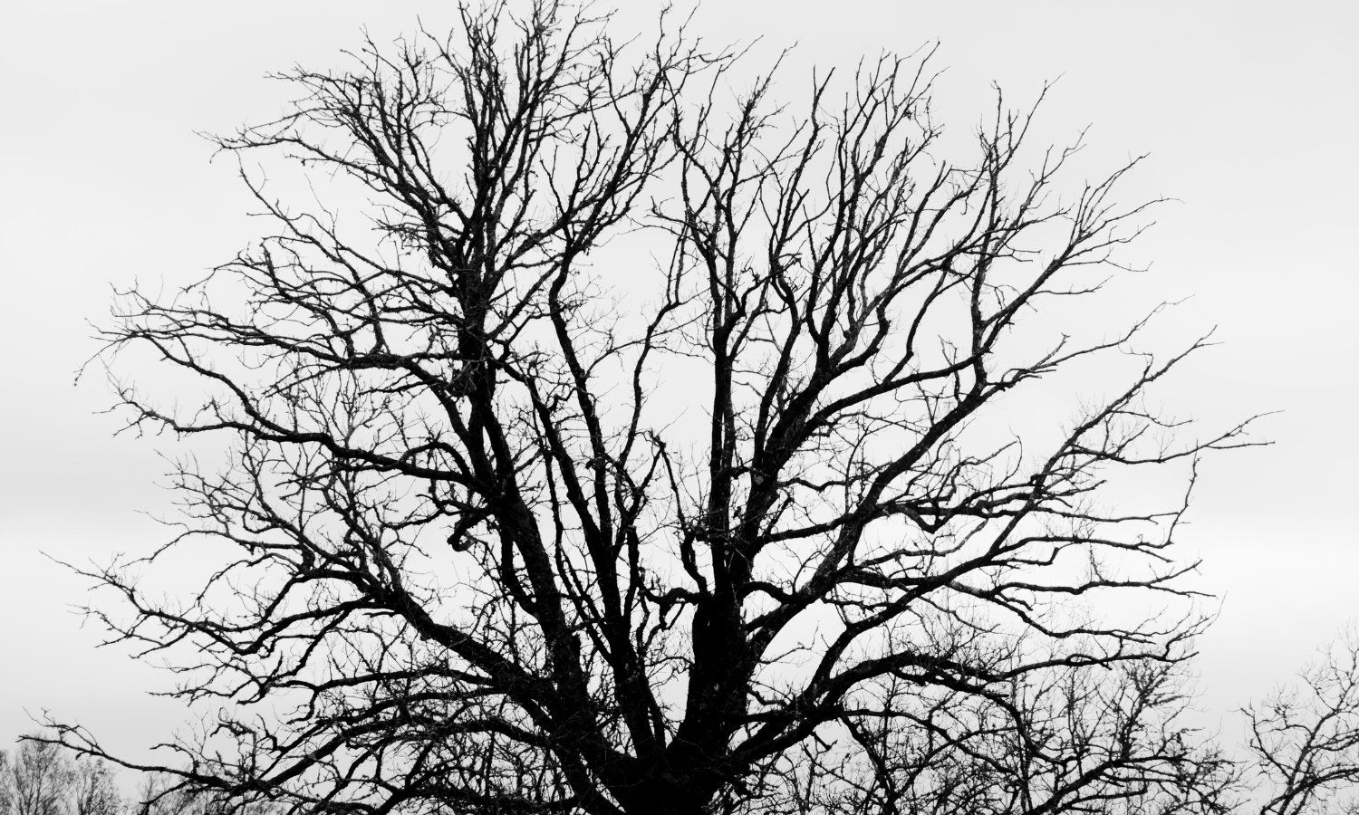 Tree in the winter Tree in the winter