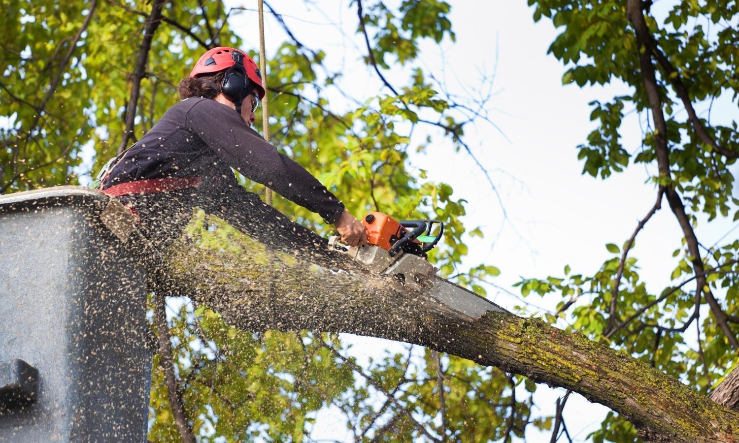 Guide to Pruning Trees Guide to Pruning Trees