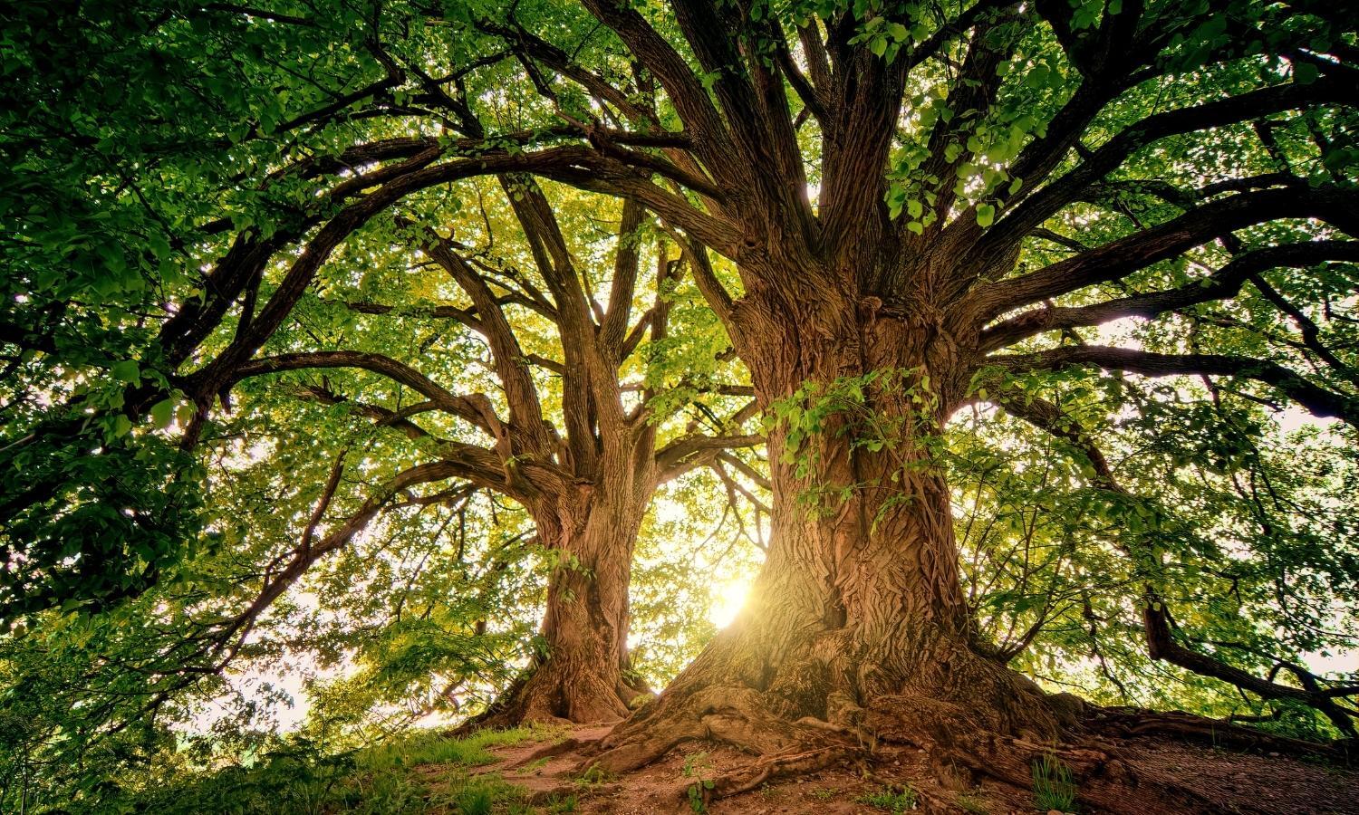 tree with light passing through