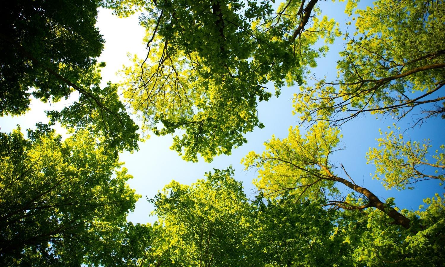 Signs That Your Tree Is Dying Signs That Your Tree Is Dying