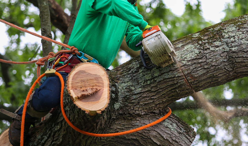 Dawsonville Tree Work Dawsonville Tree Work