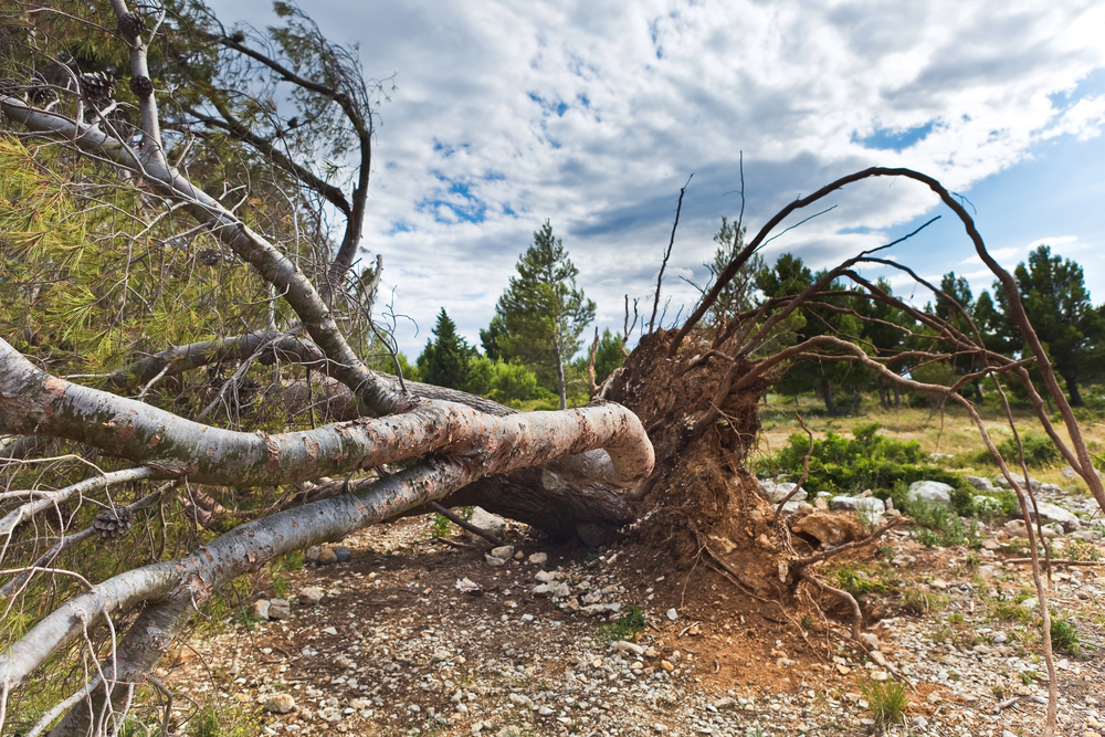 Tree down from storm Tree down from storm