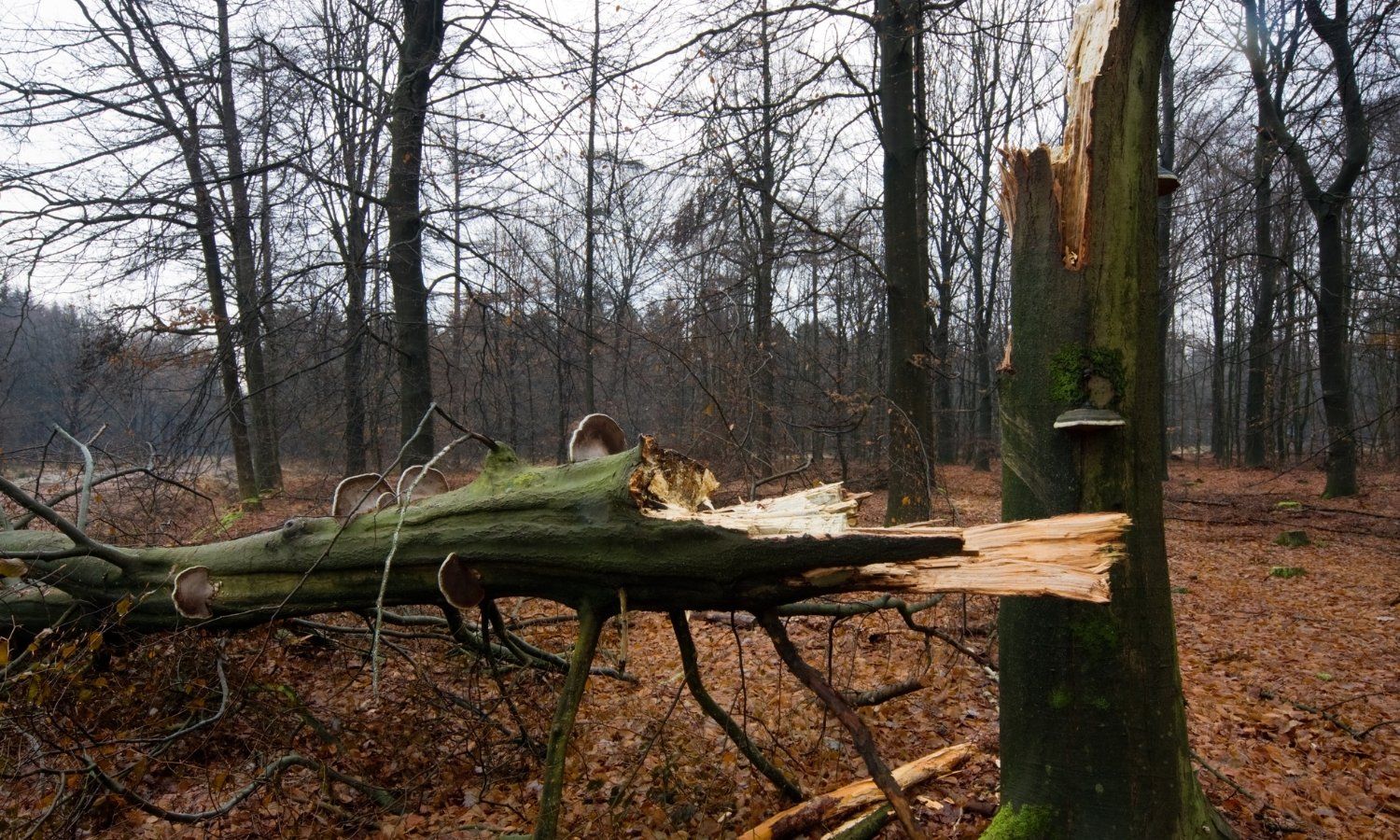 Fallen Tree Fallen Tree