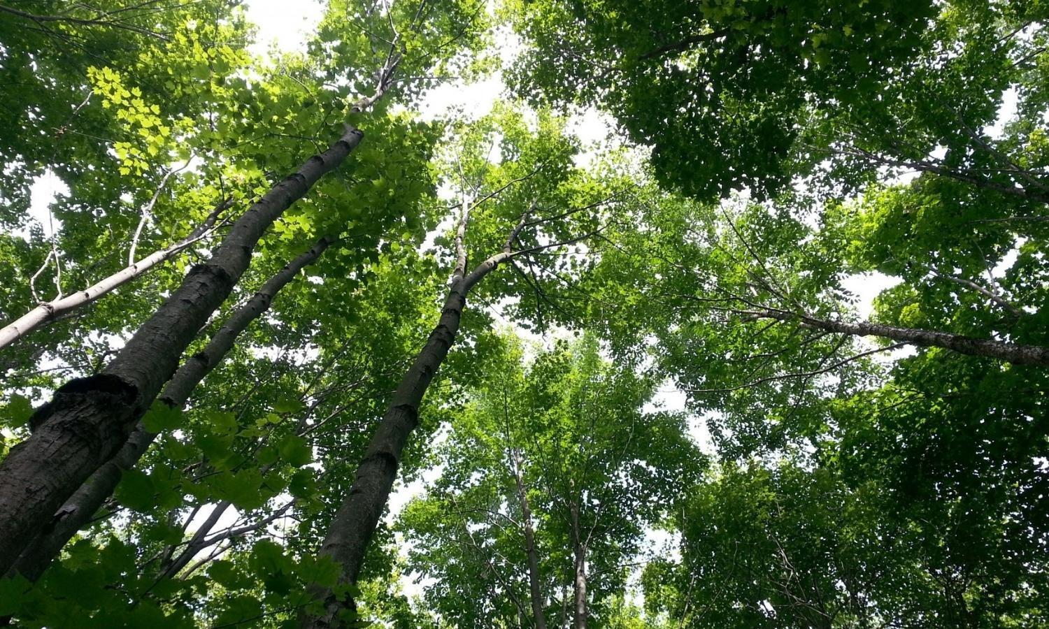 Why you need to prune trees Why you need to prune trees