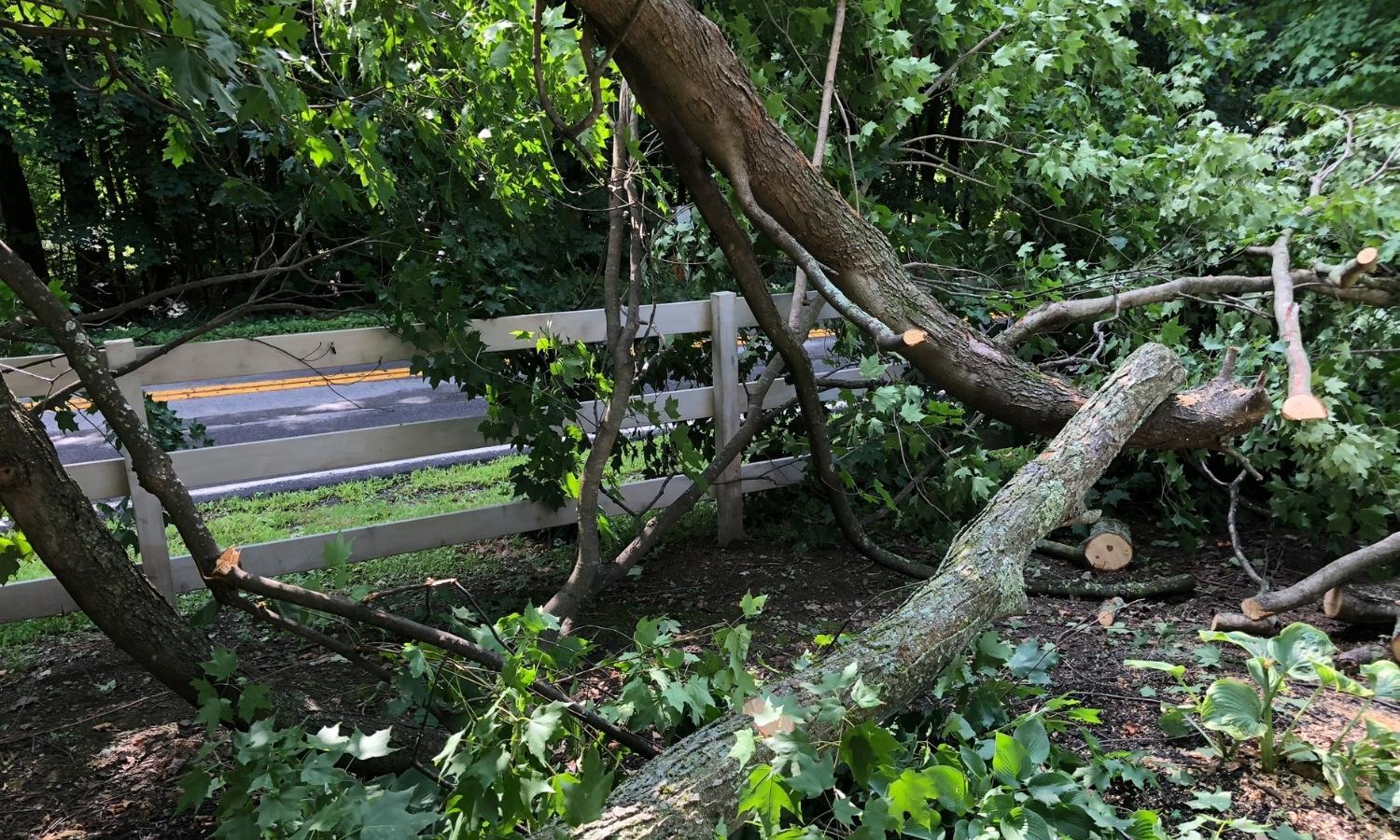 Dawsonville Tree Service