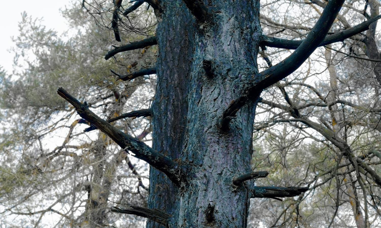 Branches on dead tree Branches on dead tree