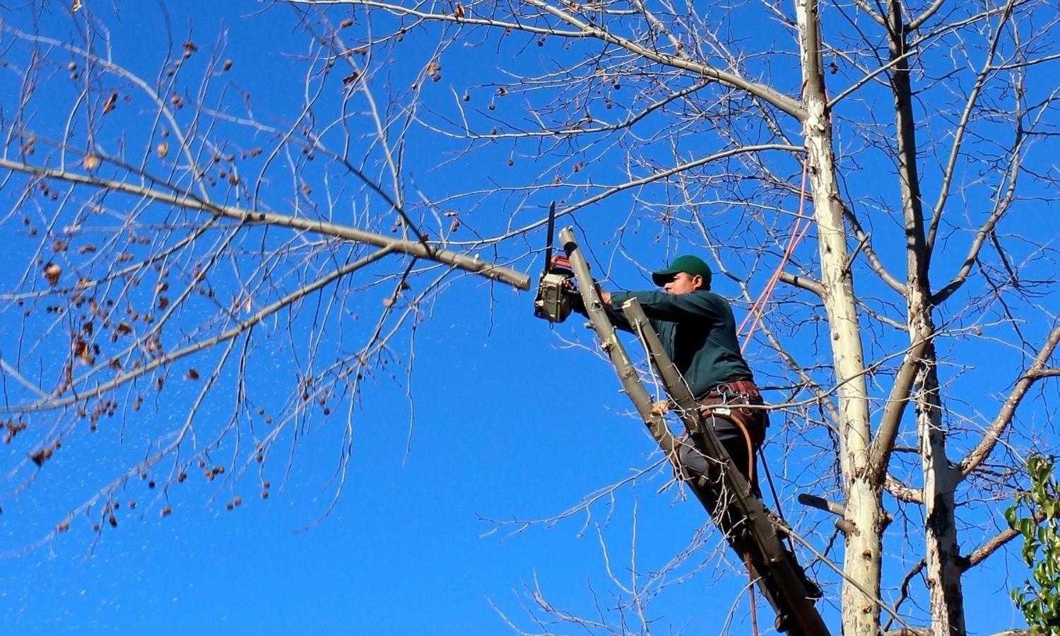 Types of Tree Pruning Types of Tree Pruning