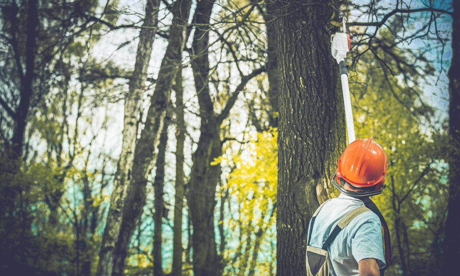 Contact a certified arborist Contact a certified arborist