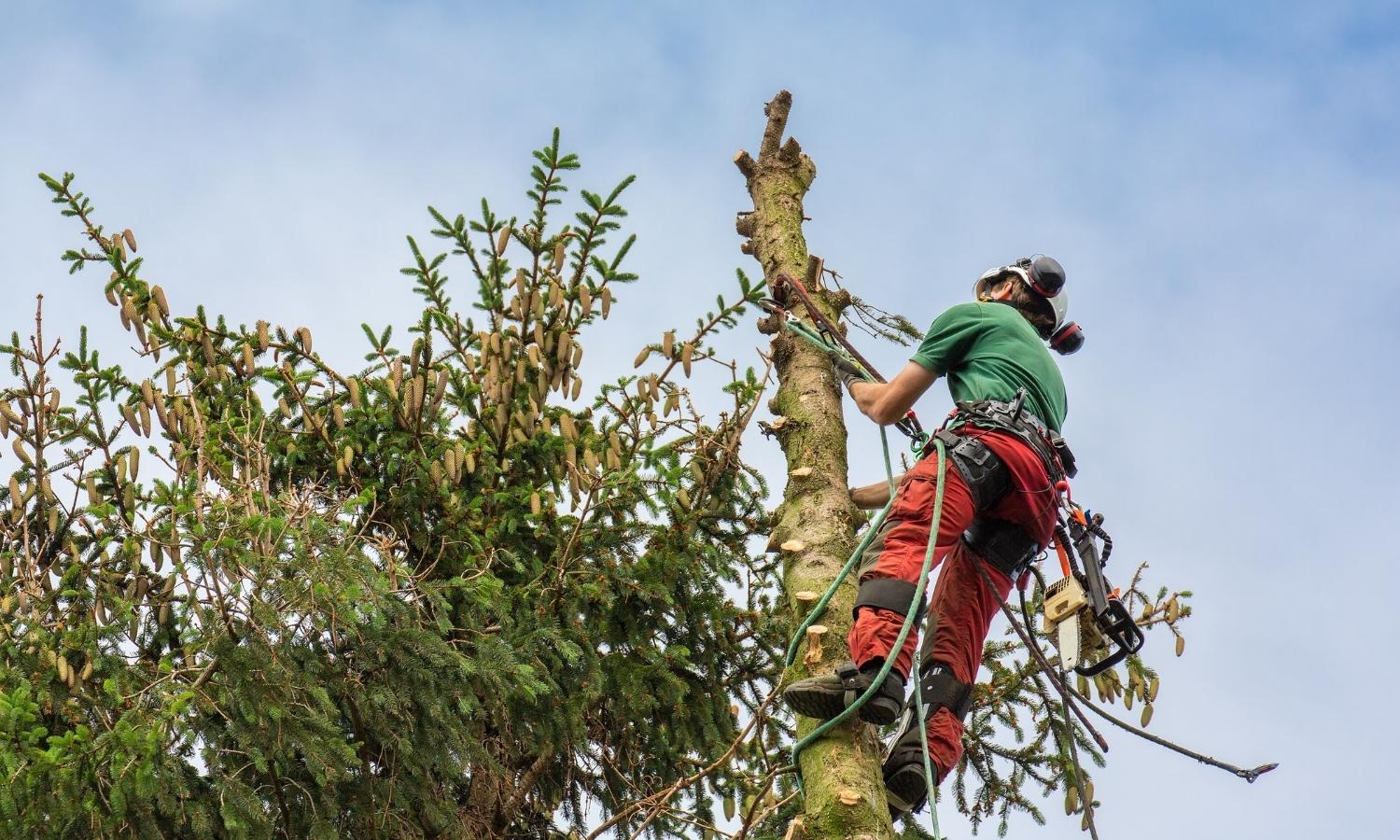 GA Tree Service