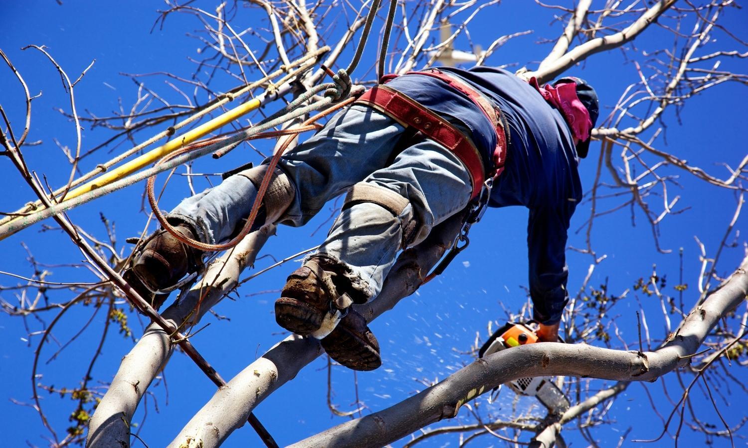 How to Prune Trees How to Prune Trees