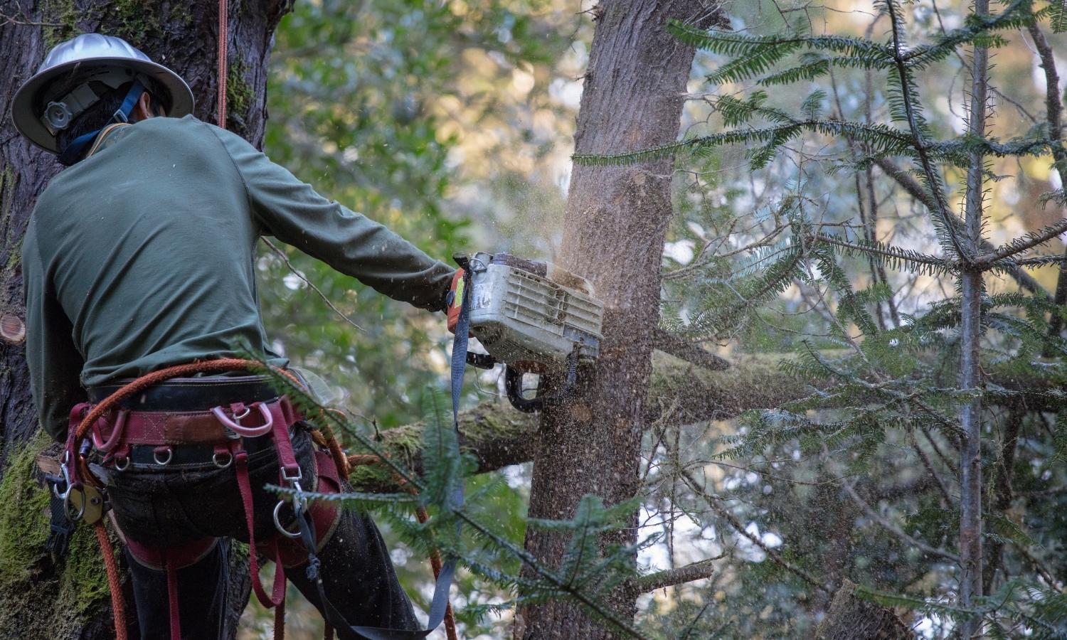 Experienced Tree Service