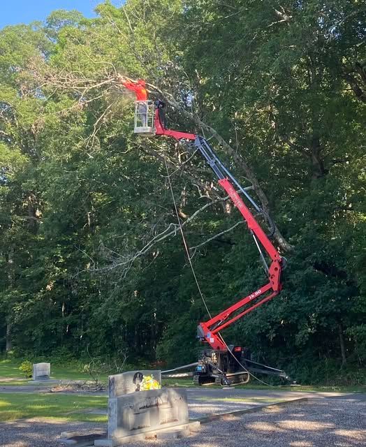 Tree Pruning SAM - Tree Pruning