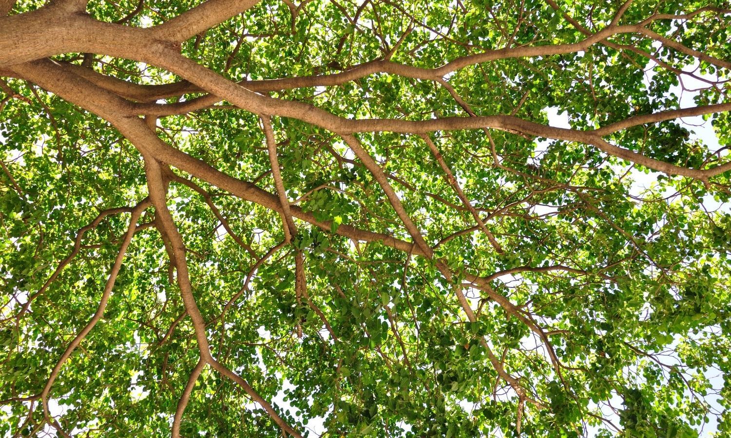 know when to call a certified arborist know when to call a certified arborist