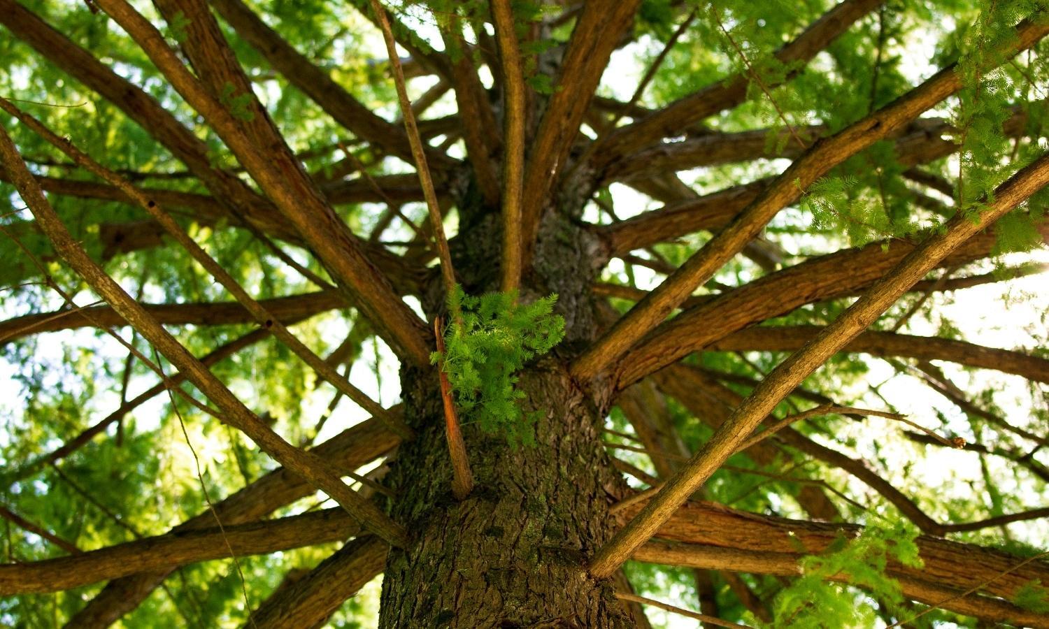 Dawsonville tree trimming Dawsonville tree trimming