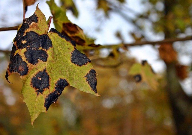 Foliage discoloration