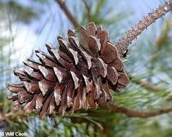 Loblolly Pine