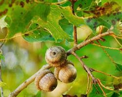 Northern Red Oak
