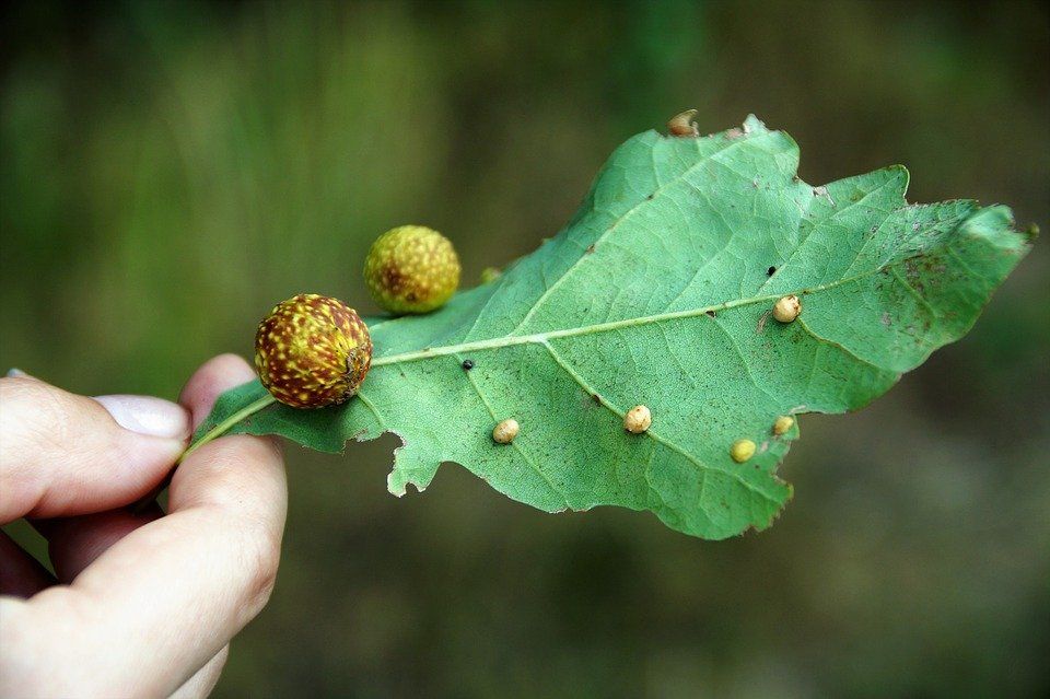 Tree Diseases