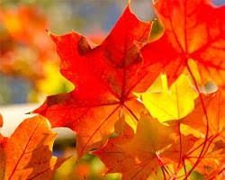 Red Maple