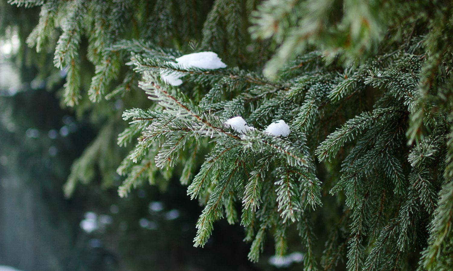 Tree in winter Tree in winter